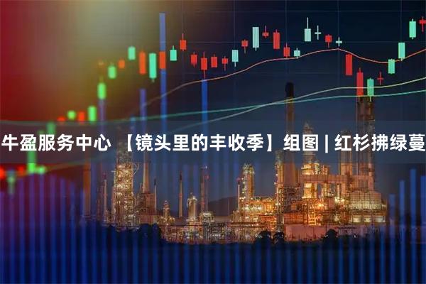 牛盈服务中心 【镜头里的丰收季】组图 | 红杉拂绿蔓